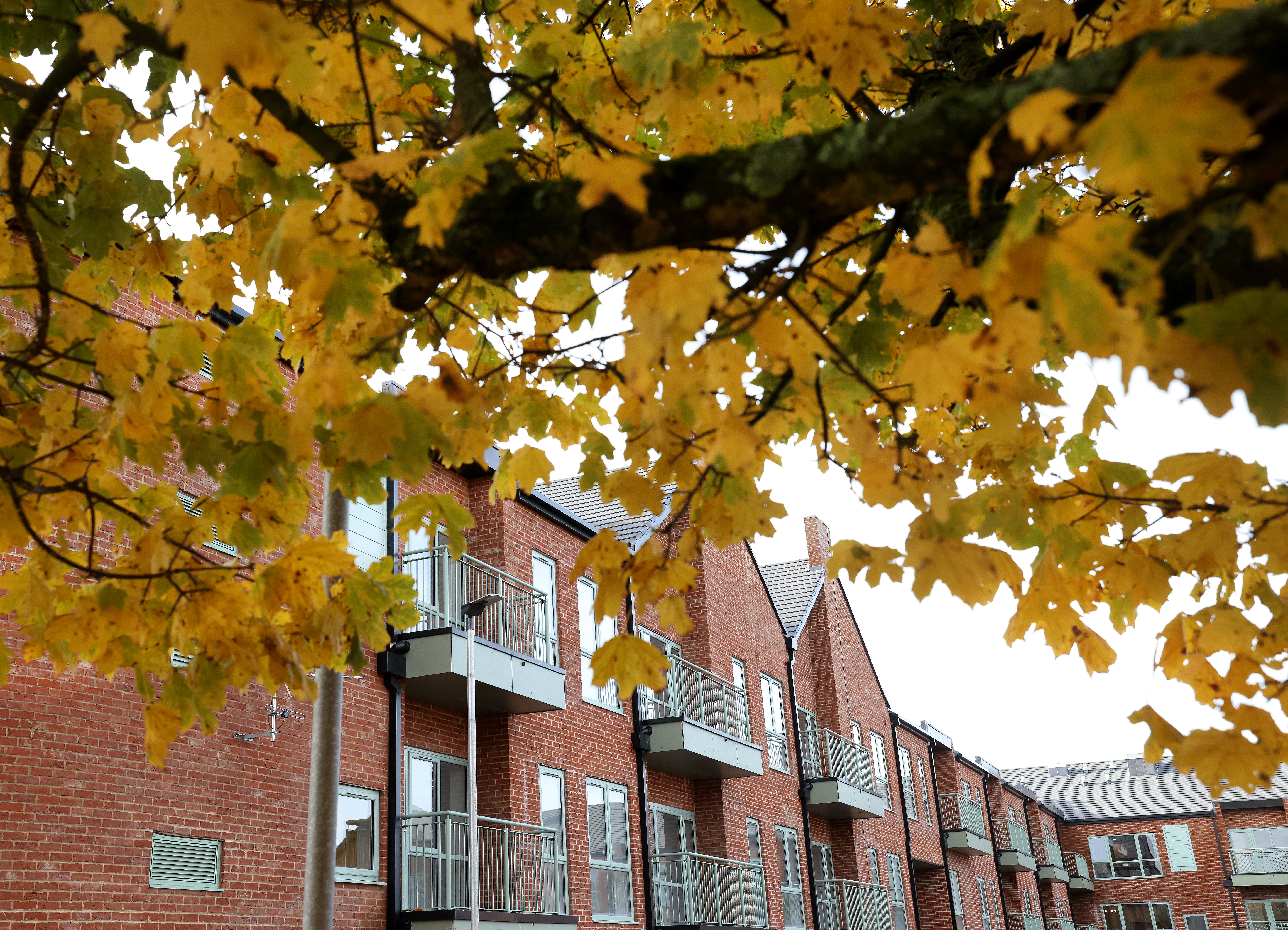 Yellow autumn leaves in the foreground with red-brick apartment buildings and balconies visible behind.