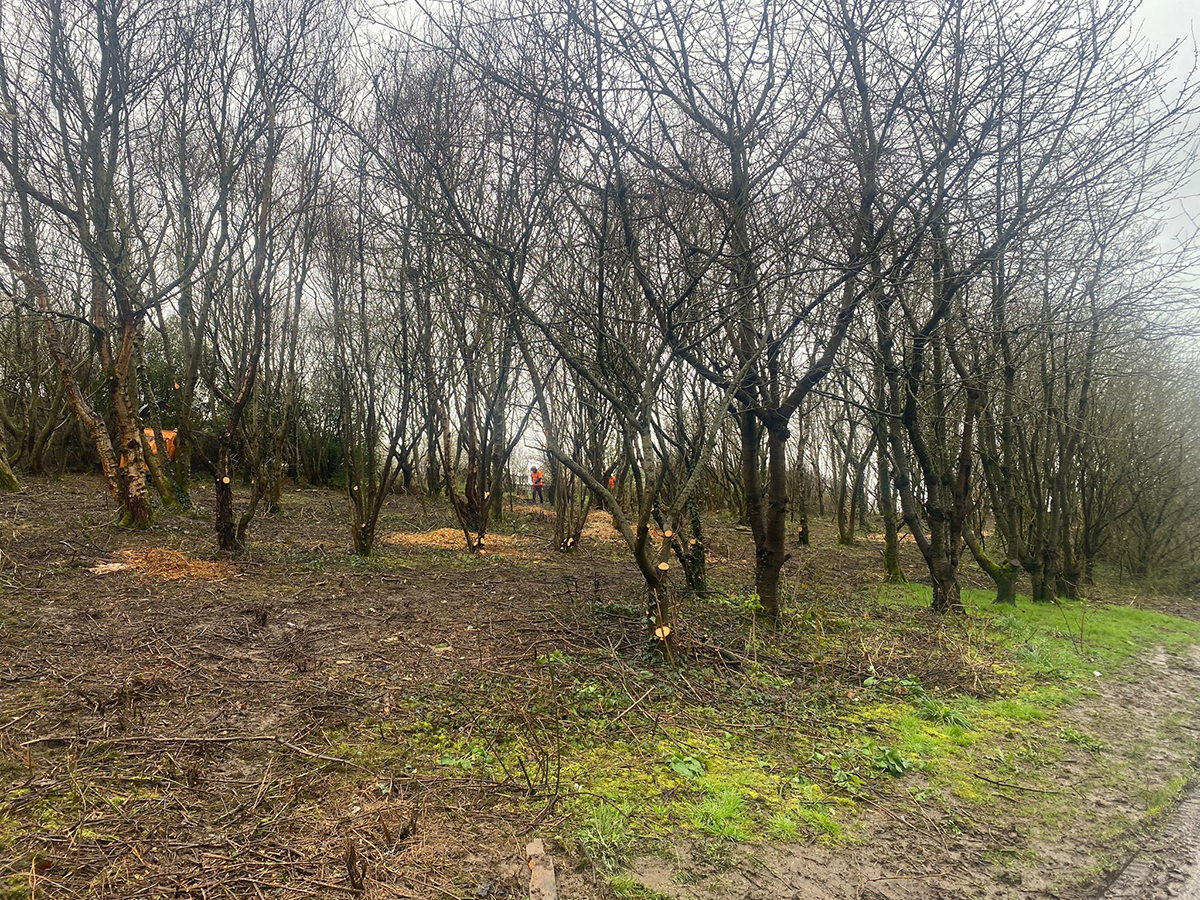 Coppice Woodland Coppice woodland with leafless trees that have been recently thinned, showing cut branches and cleared ground beneath. A muddy path runs along the edge of the woodland, with patches of green grass in the foreground.