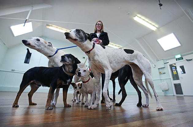 free puppies riverside free micro chipping events for dogs a big success riverside free puppies riverside free micro chipping events for dogs a big success riverside